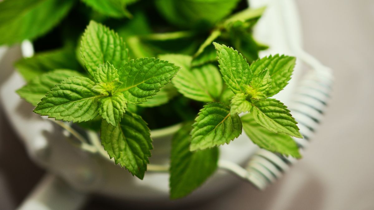 Cara Mudah Menanam dan Merawat Tanaman Peppermint