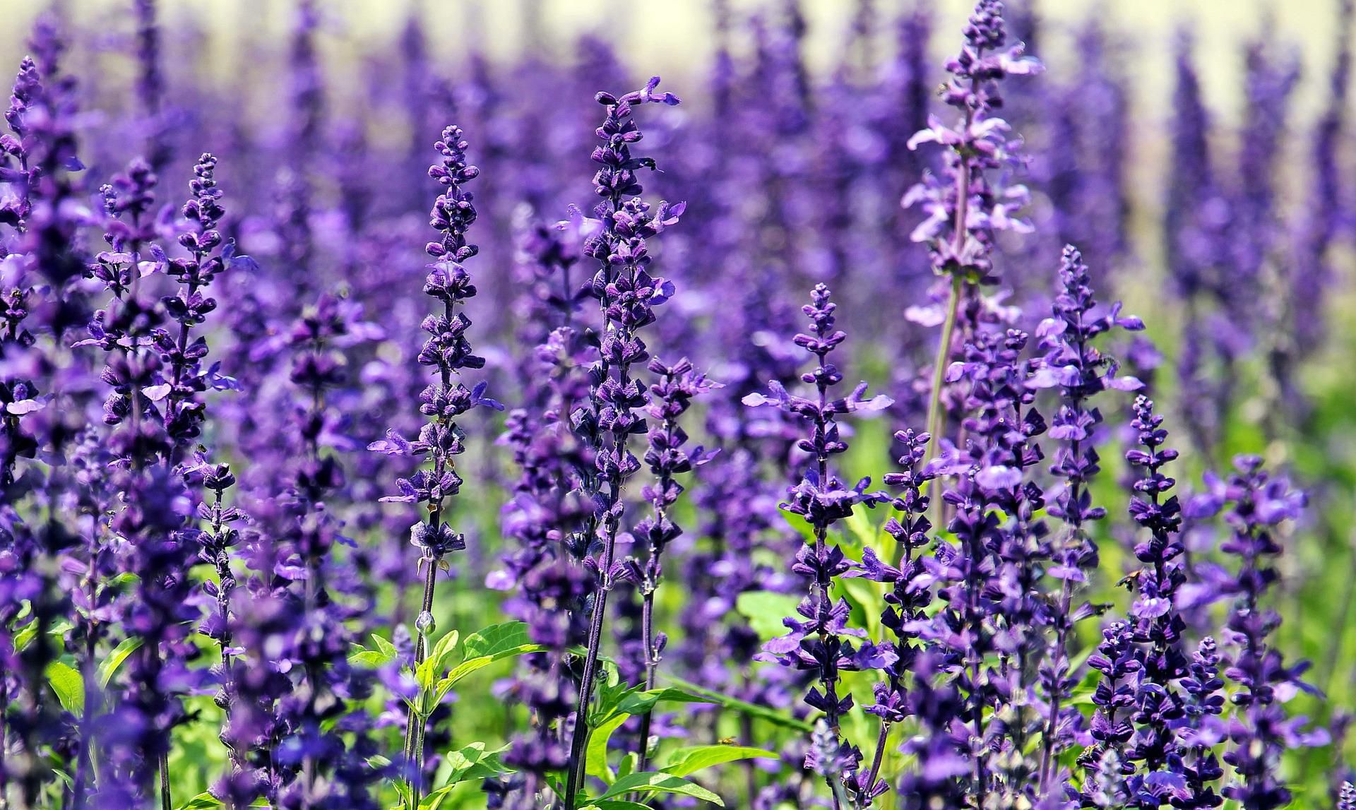 Cara Menanam dan Merawat Tanaman Lavender
