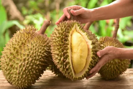 Manfaat Durian untuk Kesehatan Tubuh yang Jarang Diketahui