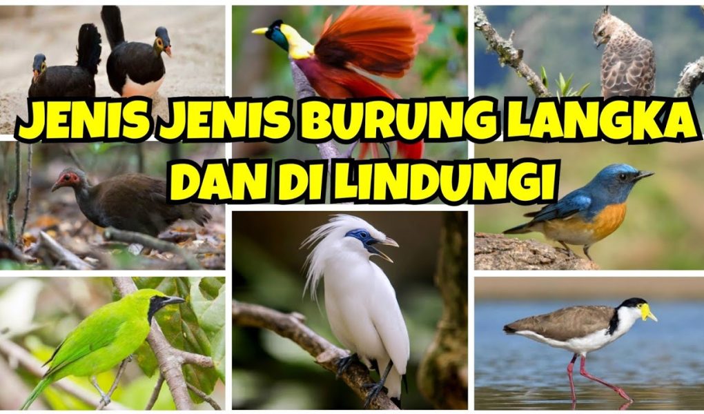 Fakta Unik Tentang Burung Langka yang Mungkin Belum Kamu Tahu