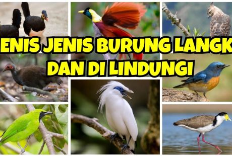 Fakta Unik Tentang Burung Langka yang Mungkin Belum Kamu Tahu