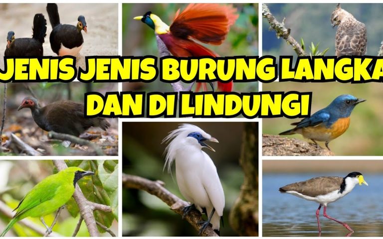 Fakta Unik Tentang Burung Langka yang Mungkin Belum Kamu Tahu