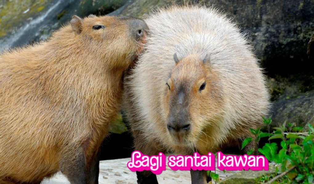 Capybara di Kebun Binatang: Adaptasi dan Perawatannya