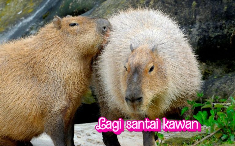 Capybara di Kebun Binatang: Adaptasi dan Perawatannya