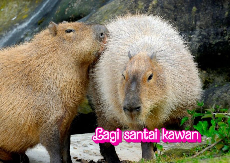 Capybara di Kebun Binatang: Adaptasi dan Perawatannya